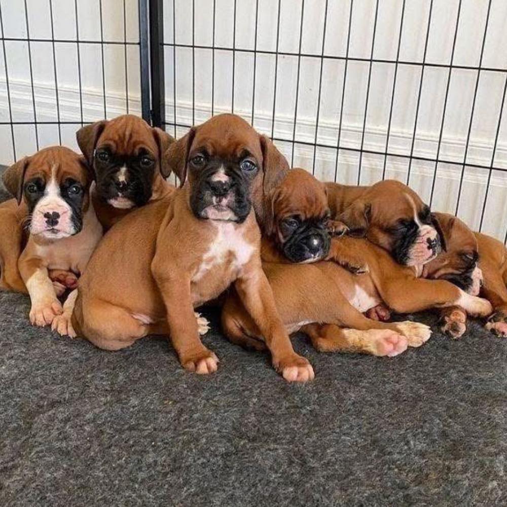 Boxer puppies for adoption