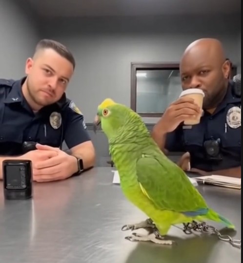 This parrot has more rizz than most guys... 💀🦜 Wait for her reaction ...