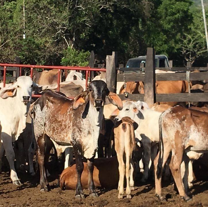 Compra y venta de hacienda | Vendo 10 vaquillonas con cria, están el ...