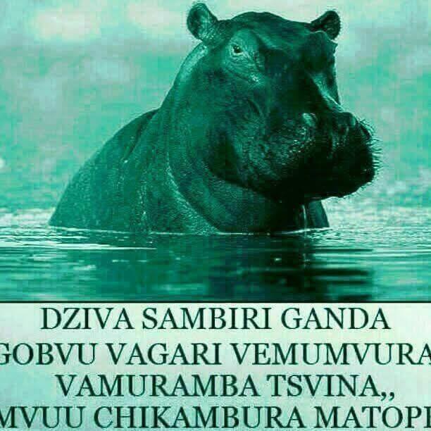 asi pamwe pacho Mai peter vane ma points #viralreelsシ #Zimbabwe # ...