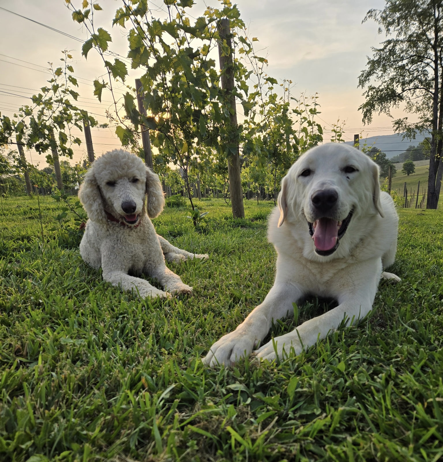 White Dog Winery | Blacksburg VA