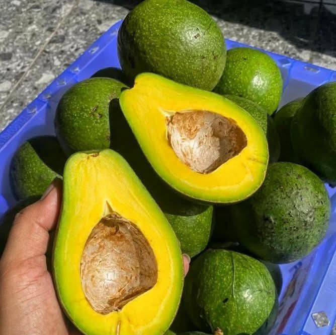 Young jackfruit is a tropical fruit that is harvested before it becomes ...