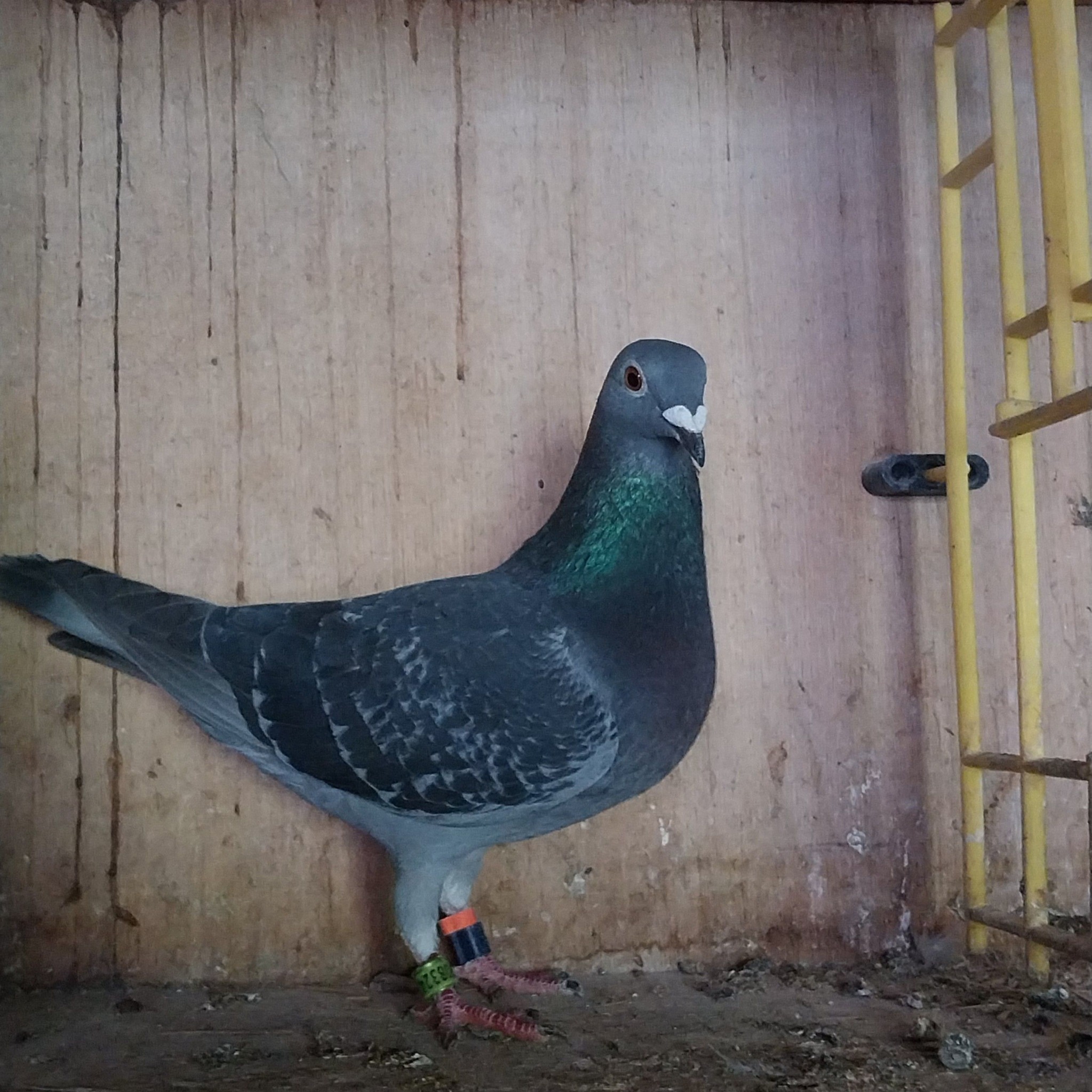 CAVITE RACING, RARE & OFF COLOR PIGEON FANCIERS GROUP | Jan aarden ...