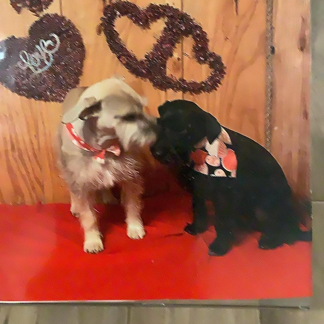 Lubbock Lost And Found Pets | These sweet dogs keep hanging around our ...