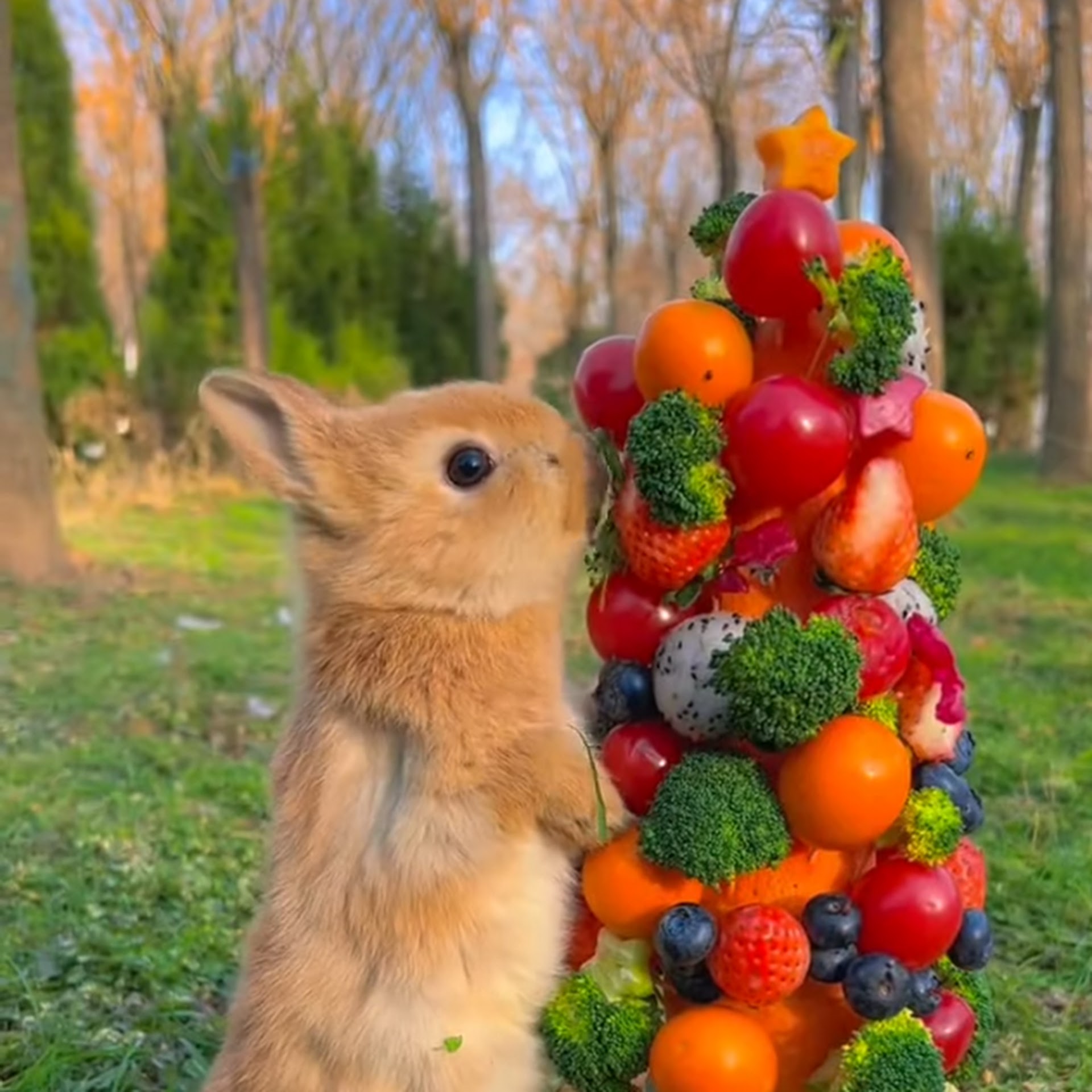 Brown Rabbit
