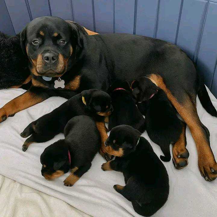 Rottweiler puppy's home for lovers and adopters | Indio Hills CA