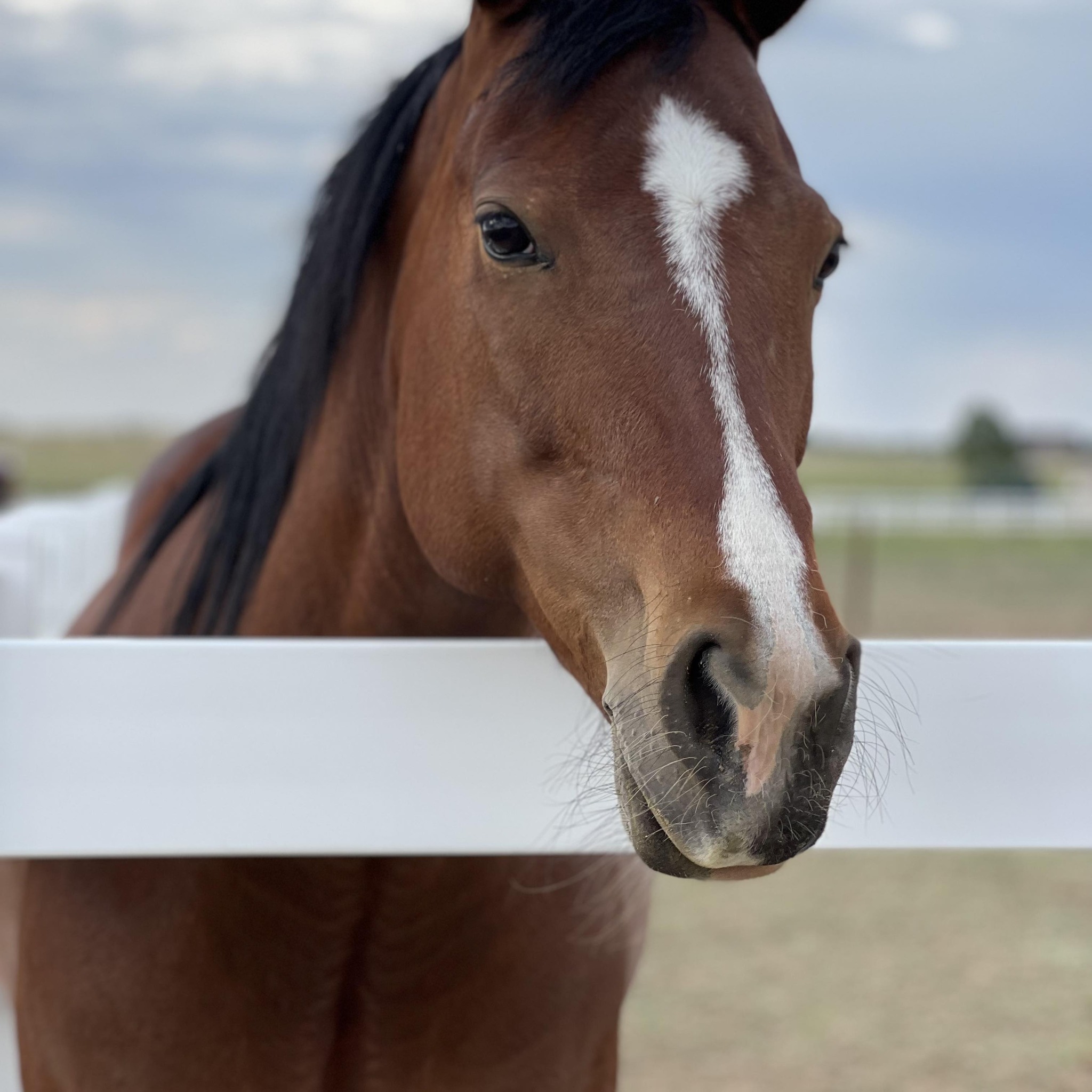 Everything Equine Colorado | ISO of mule trainer | Facebook