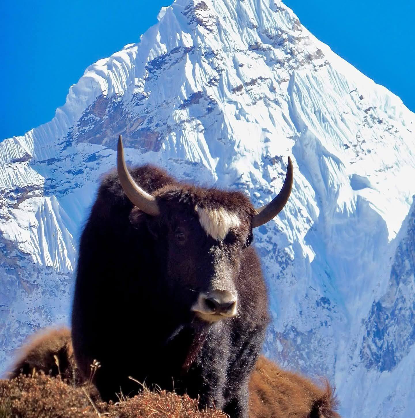 #Bhutan #nepali #kuwait #foryoupagereels | Januka Dulal