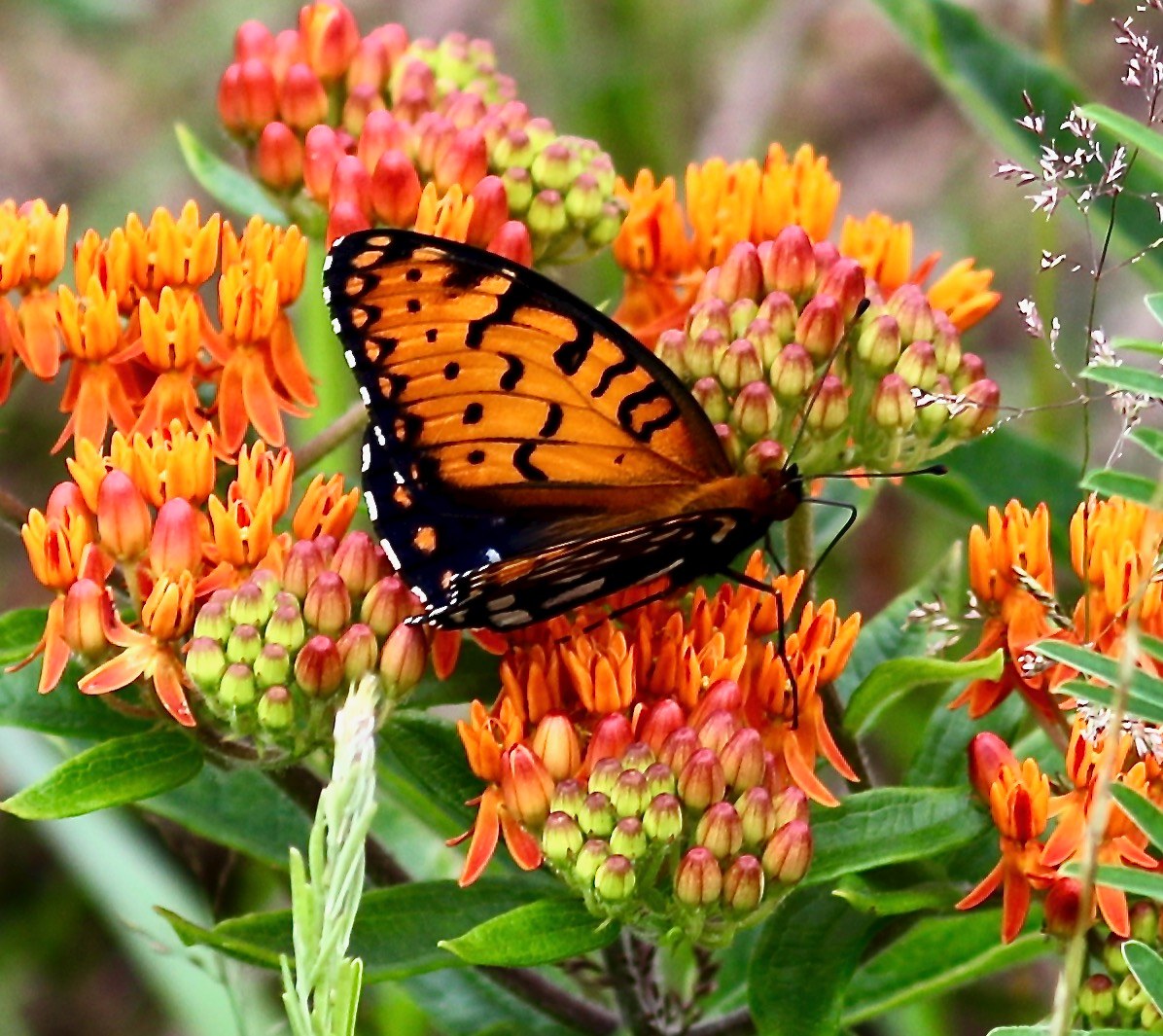 Insect Conservation | Lancaster PA