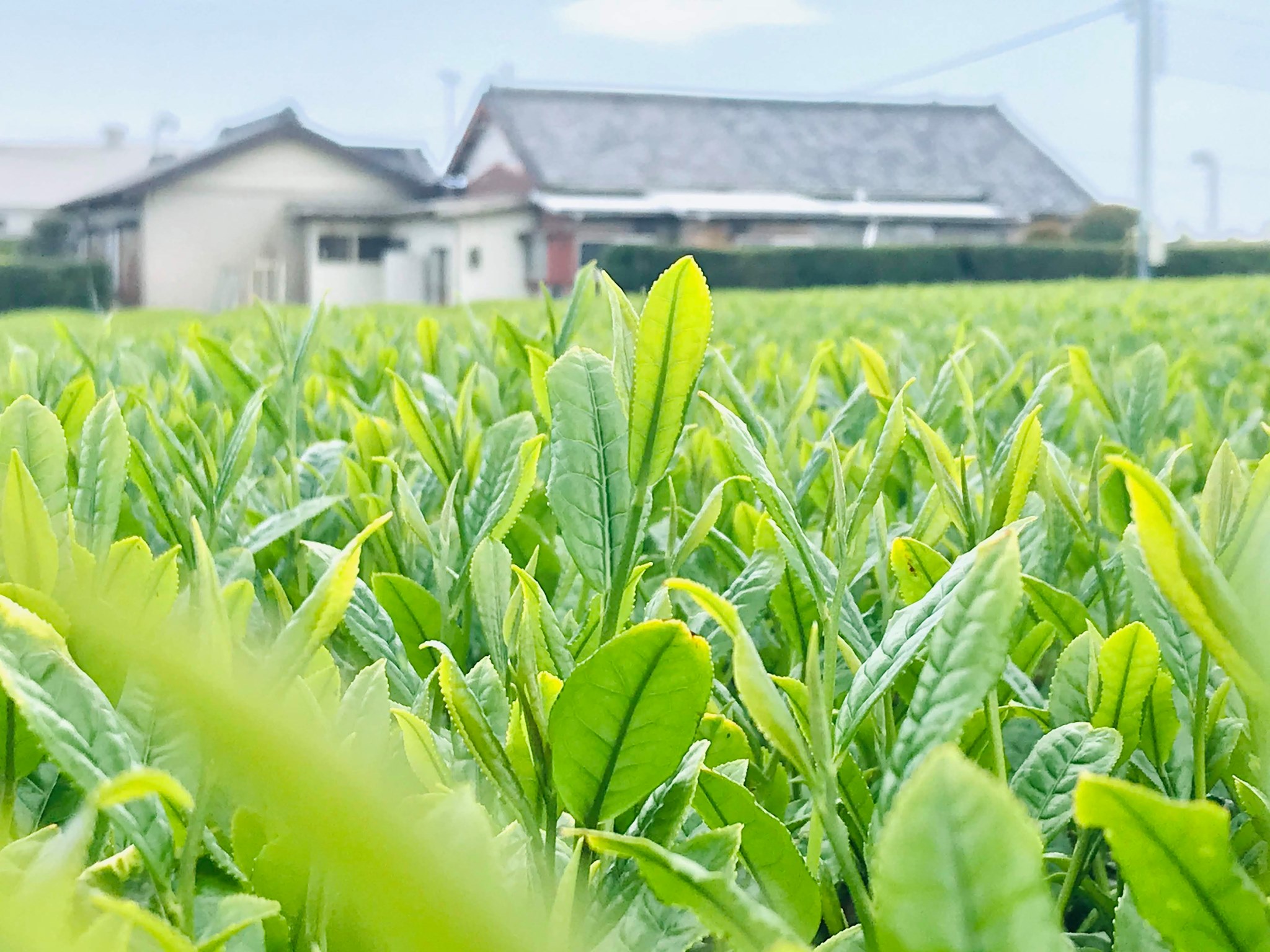 鮨処 やましち - 鮨処 やましち added a new photo.