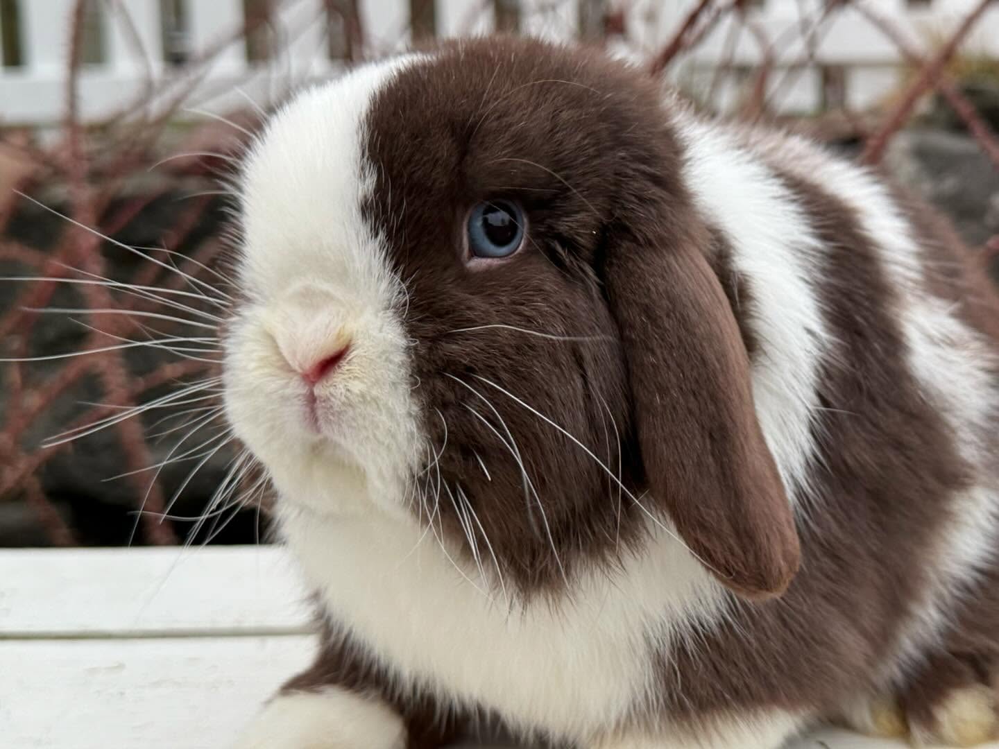 Holland lop Rabbit for adoption and rehoming