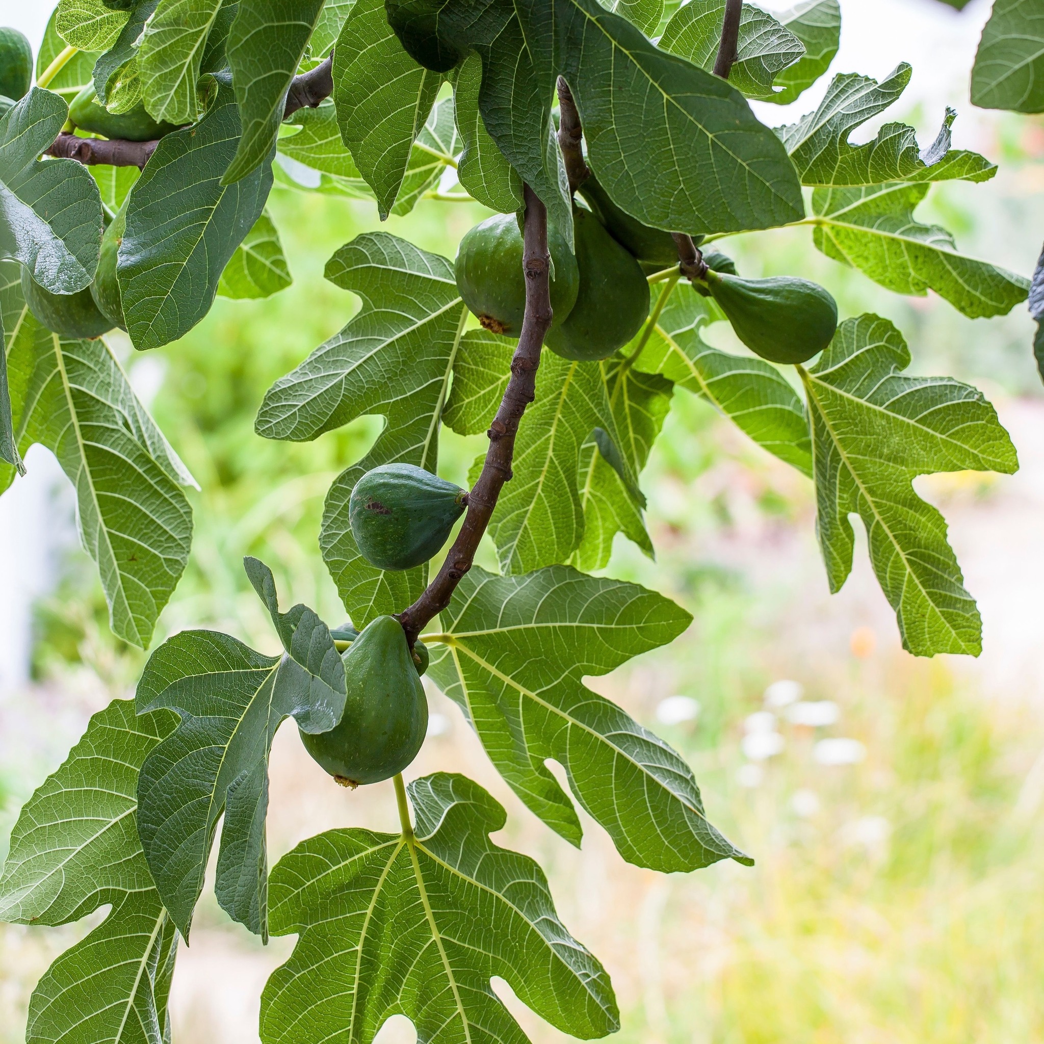 Do I need to pollinate pomegranate? Dont seem to be making fruit ...