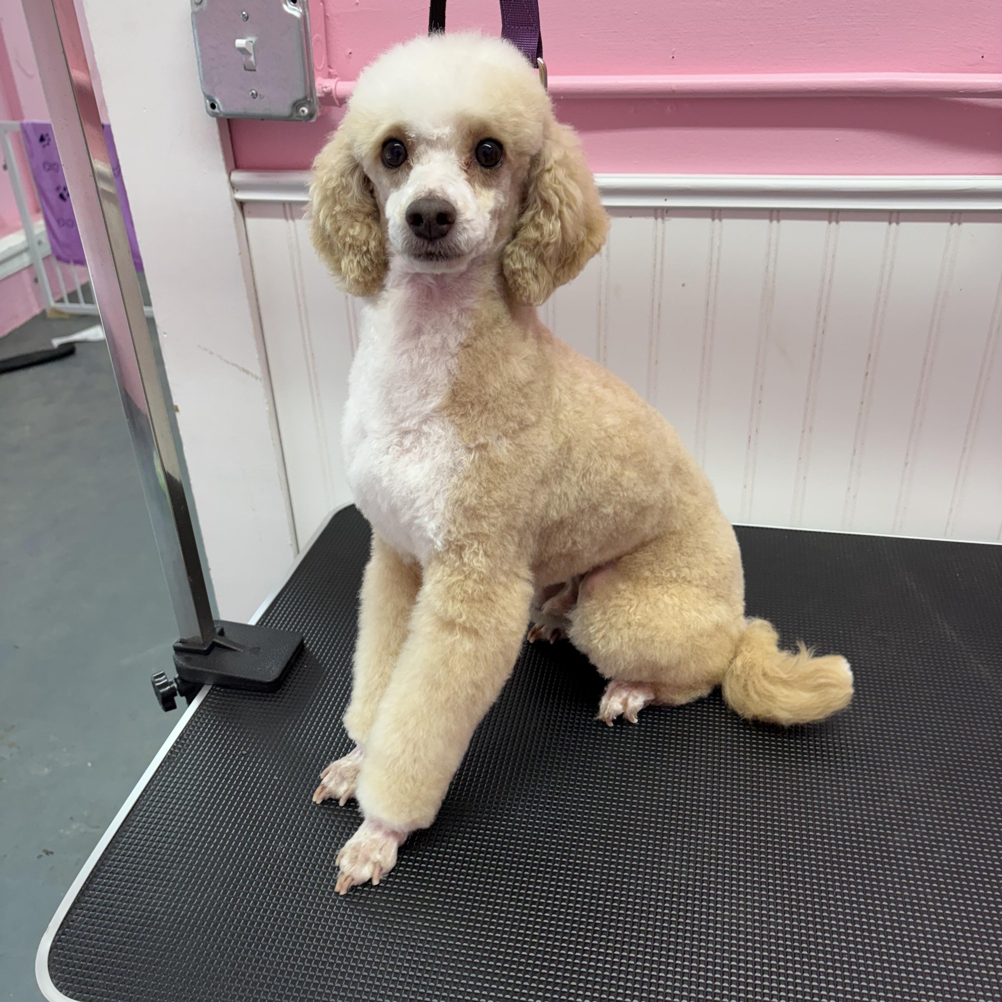 Curated visual reference: Fresh Look at Paws And Claws Pet Grooming