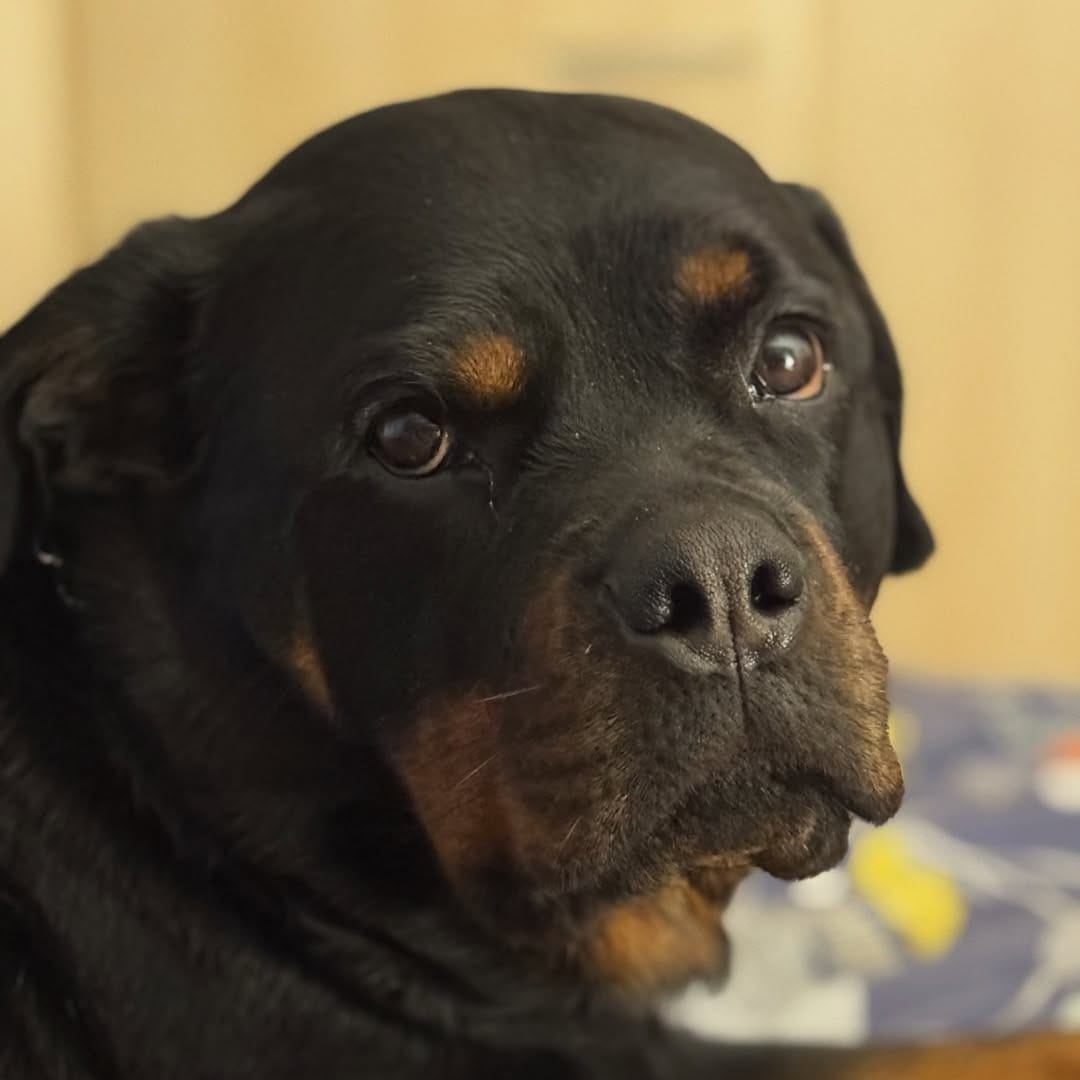Comment you Thoughts : #rottweiler #dogsofinstagram #dog #dogs #rottie ...