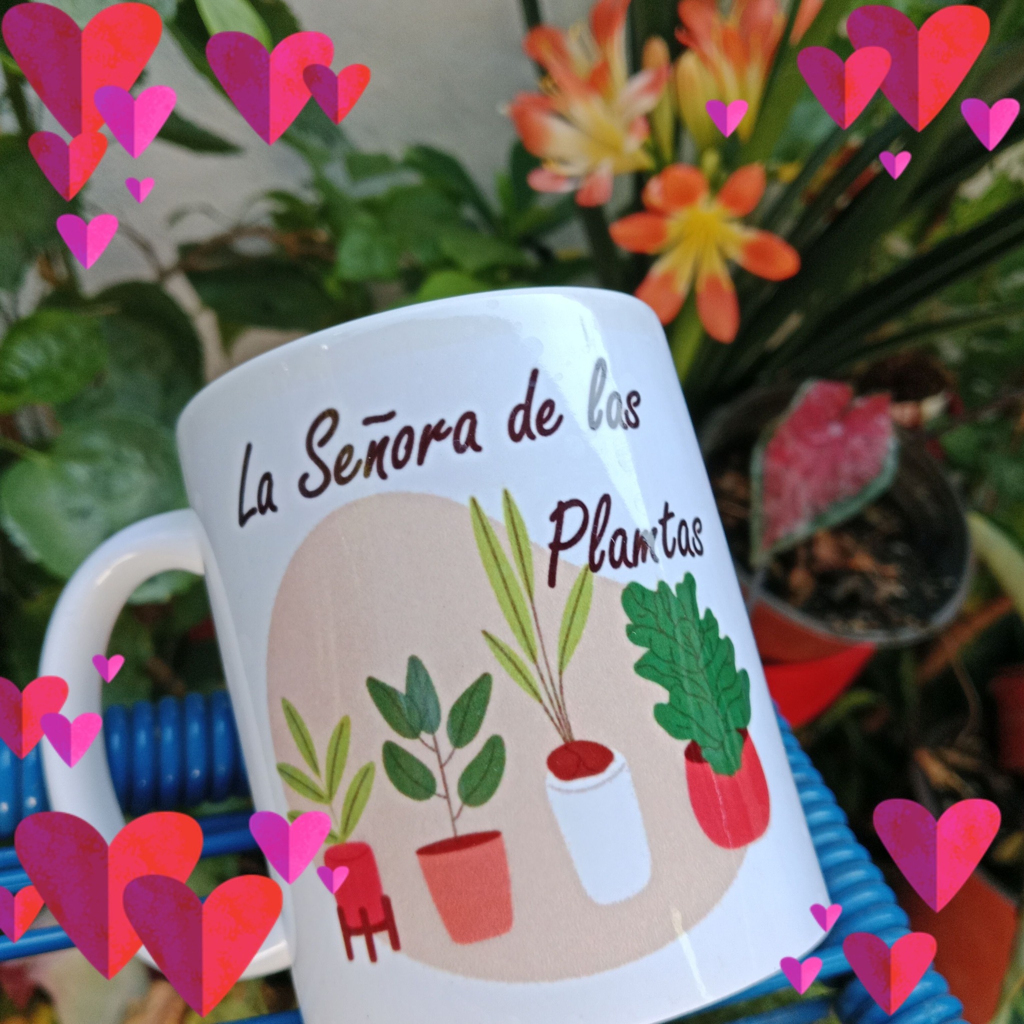 Me tiene 😍😍mi pequeño cactus #🤗🤗 | Alma suculentas y cactus