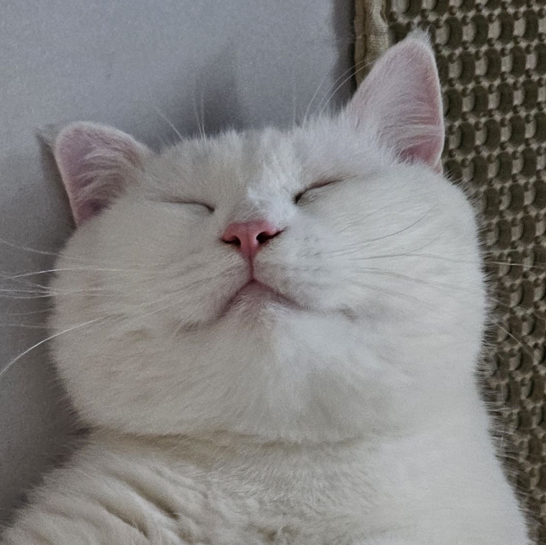 Min Meow Meow