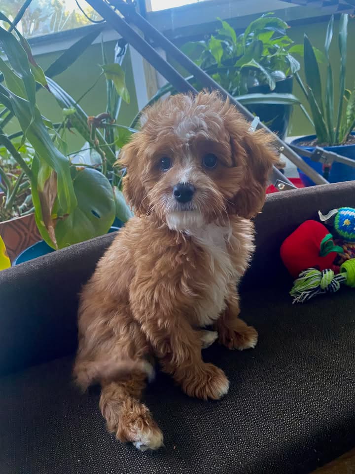 Cumberland Cavapoos | Fayetteville NC