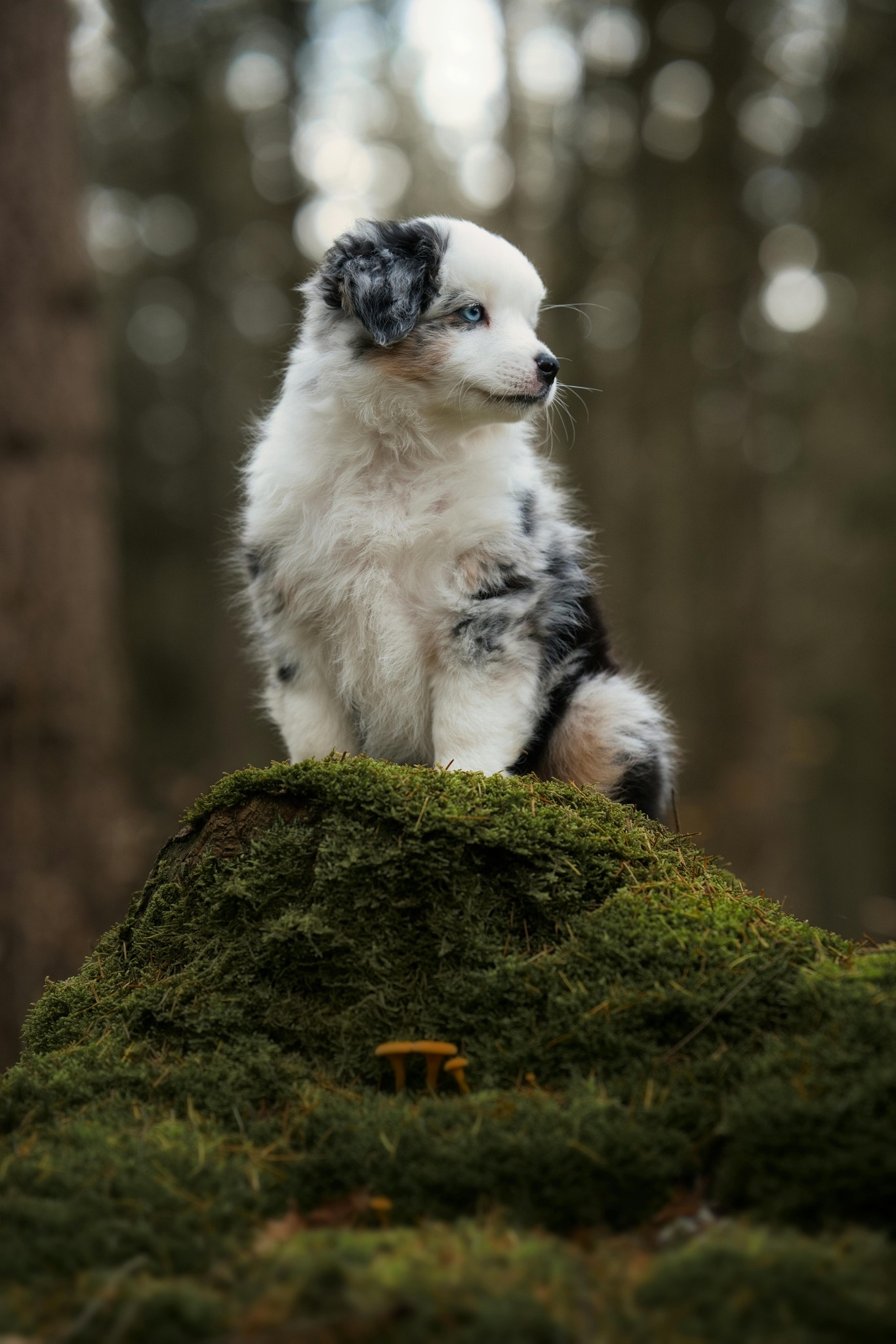 bordercollie