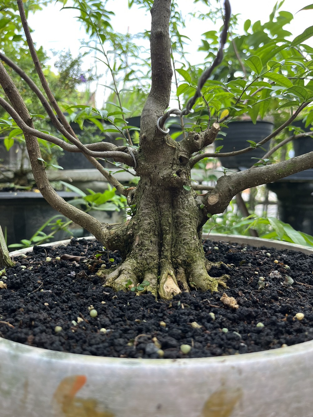 learning to create small bonsai, step by step 🤩🌳 #gardening #PlantCare ...