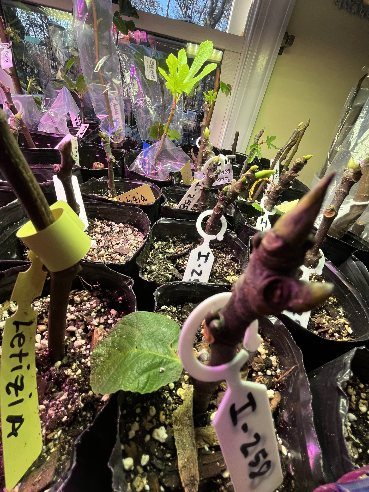 Fig Tree Growers Network | Beautiful Fuiri Panache with striking new ...