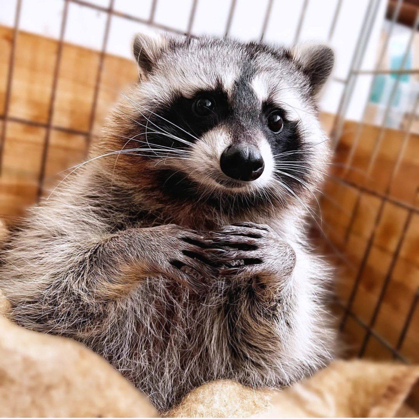 Raccoon Universe 🌌🦝 | Facebook