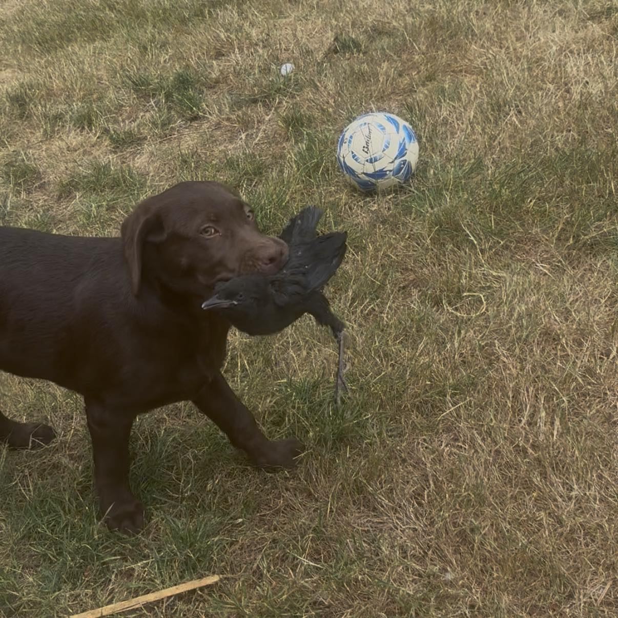 Blue north Labradors | Olympia WA