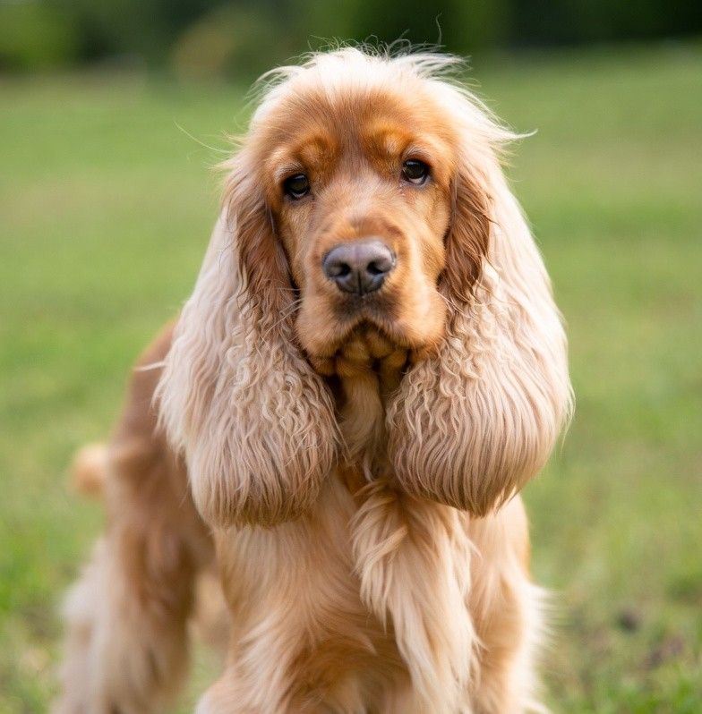 Cocker Spaniel Loved
