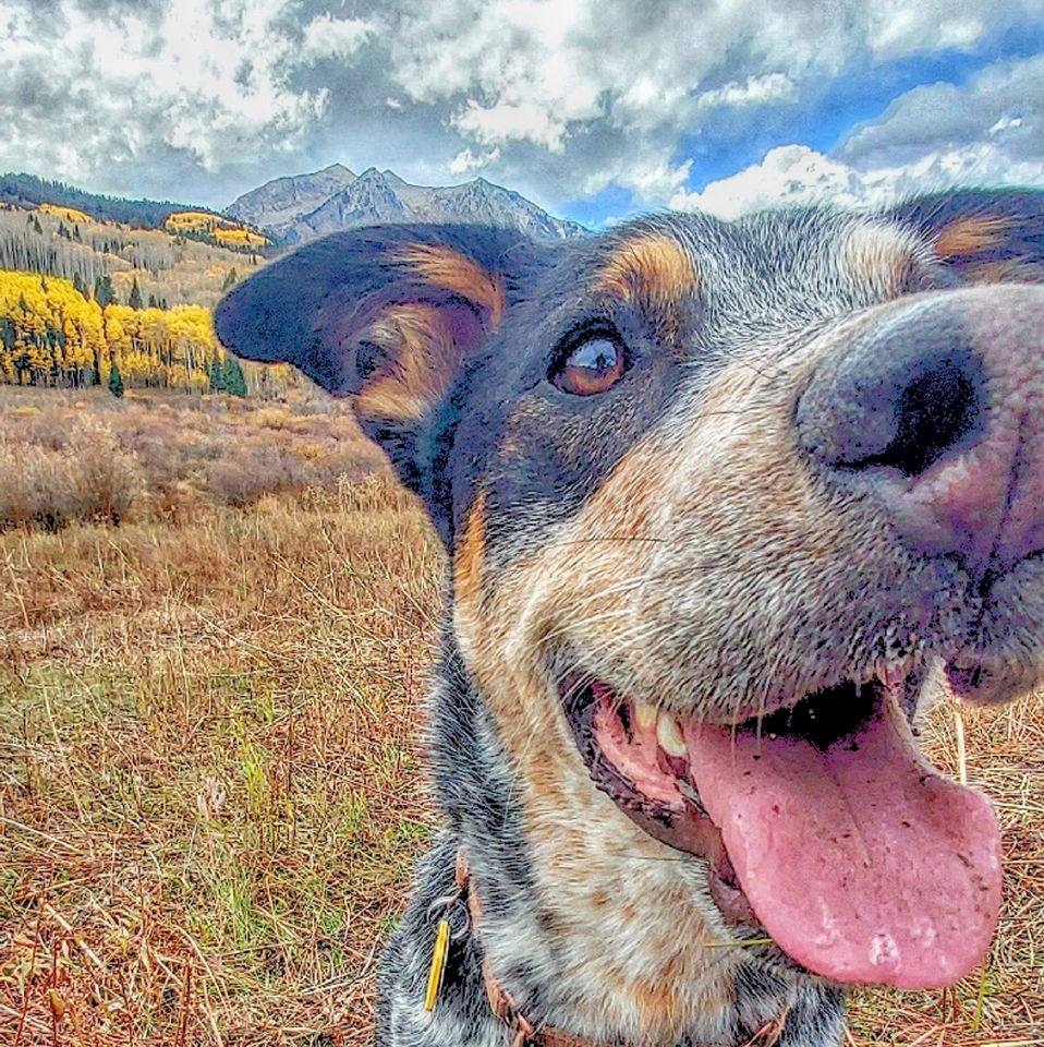 Travel with Coco the Cattle dog