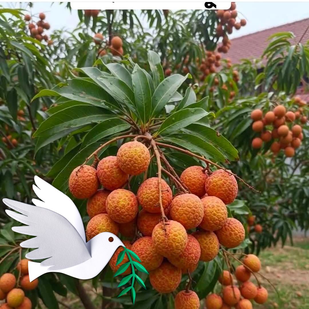 Zahangir Alom