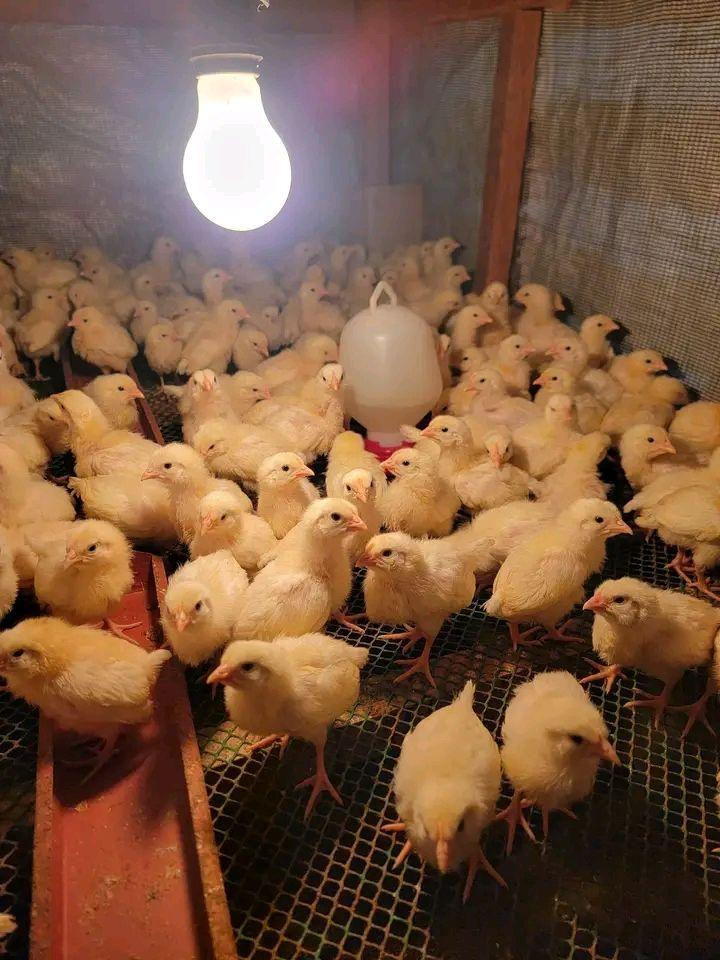 MINDANAO RTL CAGE SUPPLIES | Facebook
