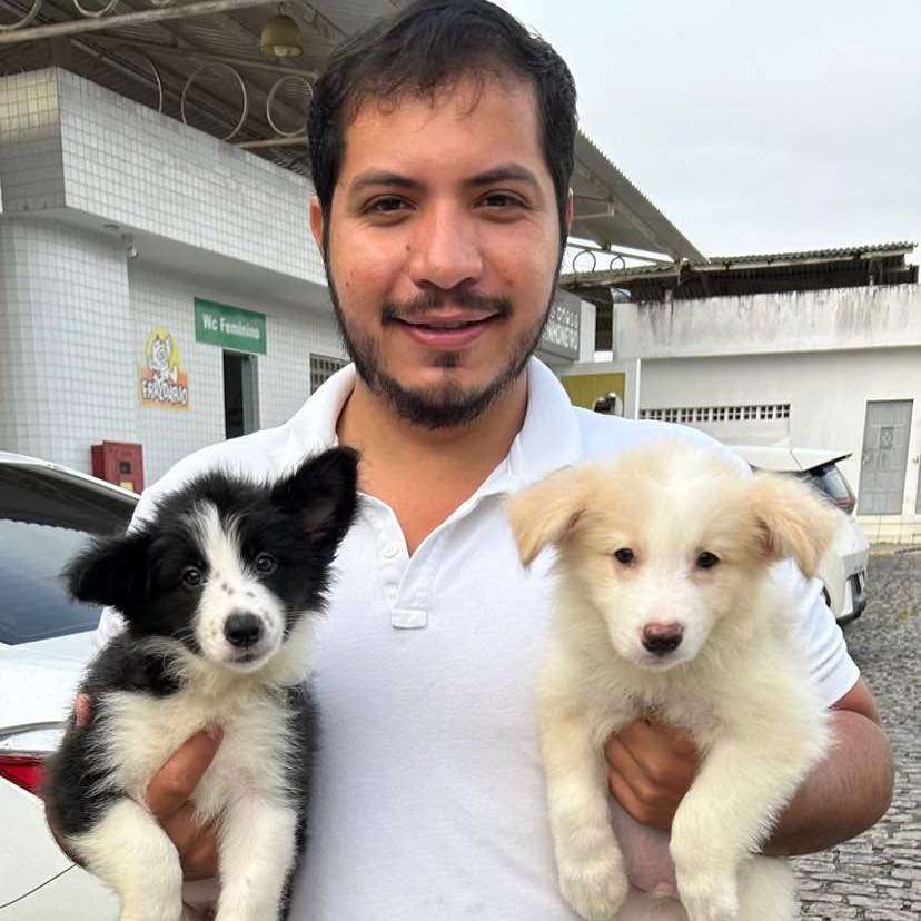Border collie puppies for adoption/rehoming