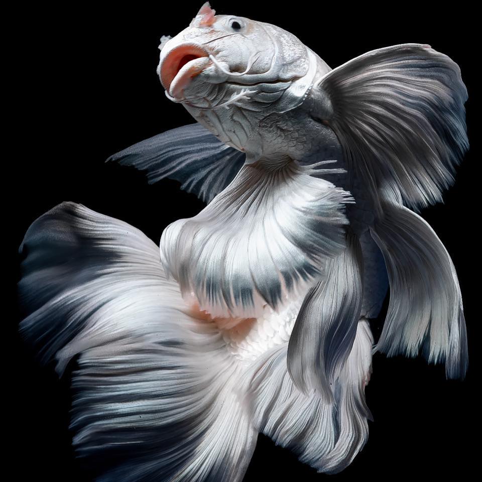 🎉 10K... - Houston Fancy Taiwanese Koi - Chép Phi Tần USA | Facebook