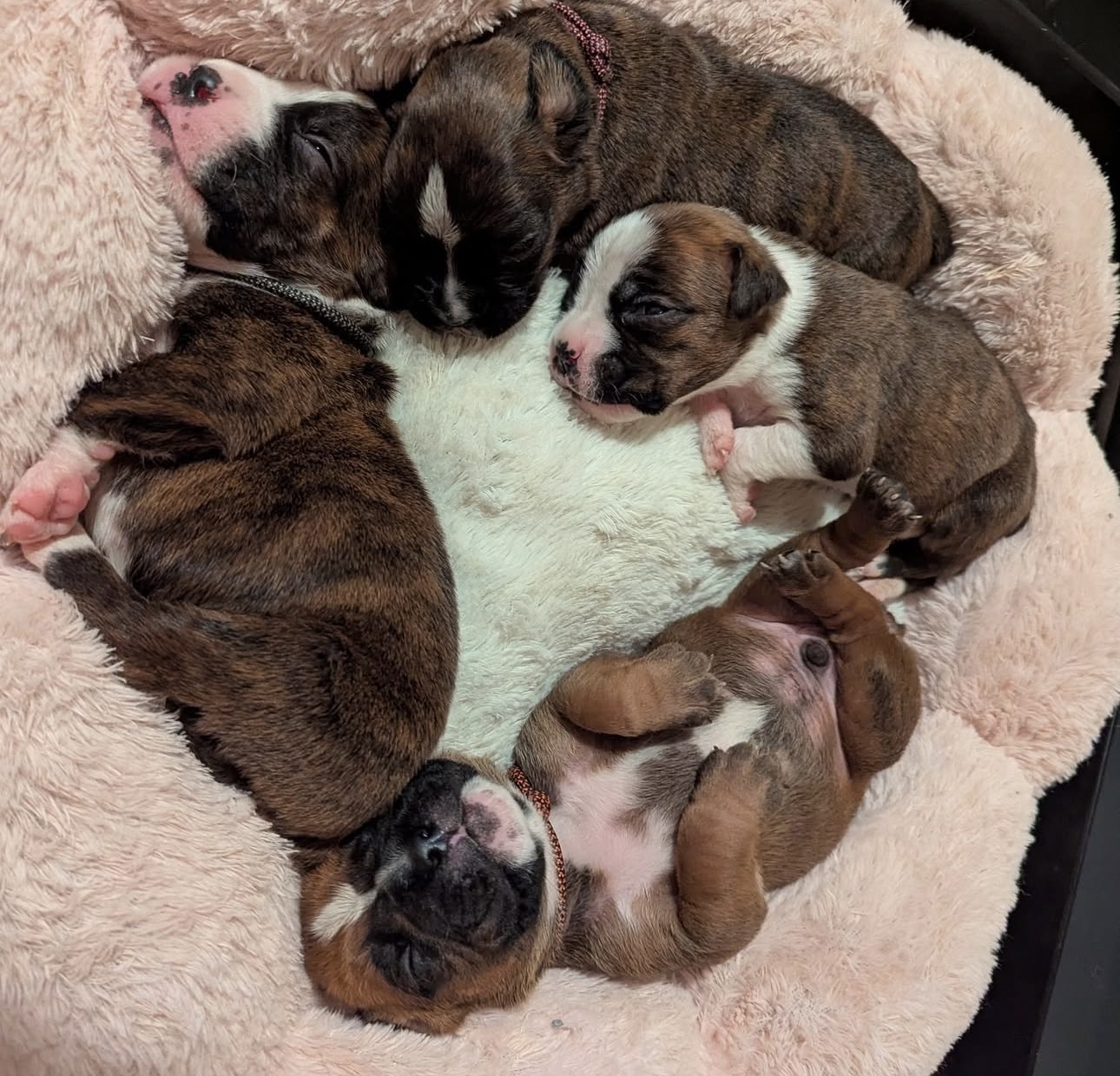 Boxer Puppies for Adoption, Rehoming & Rescue Near Me