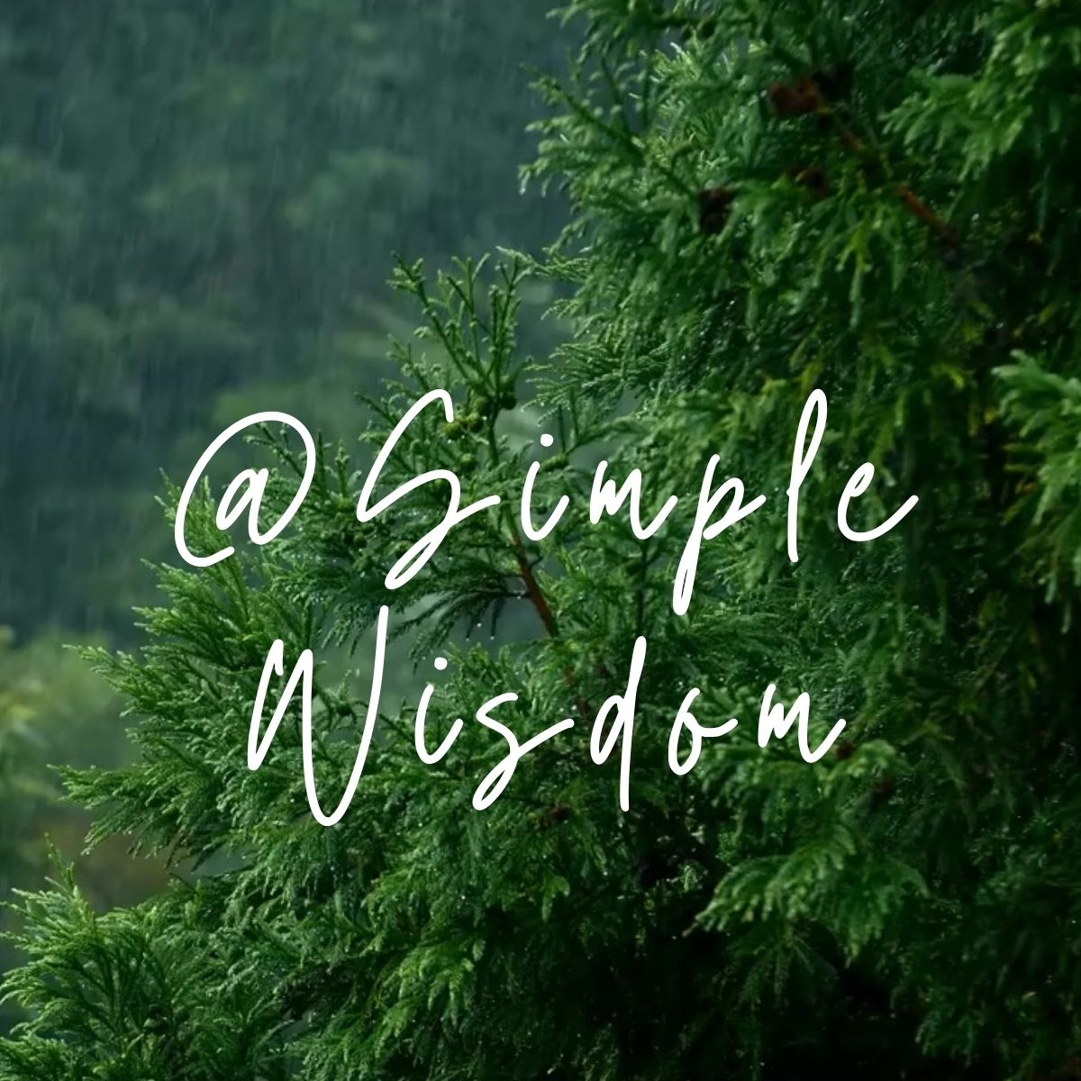 Simple Wisdom