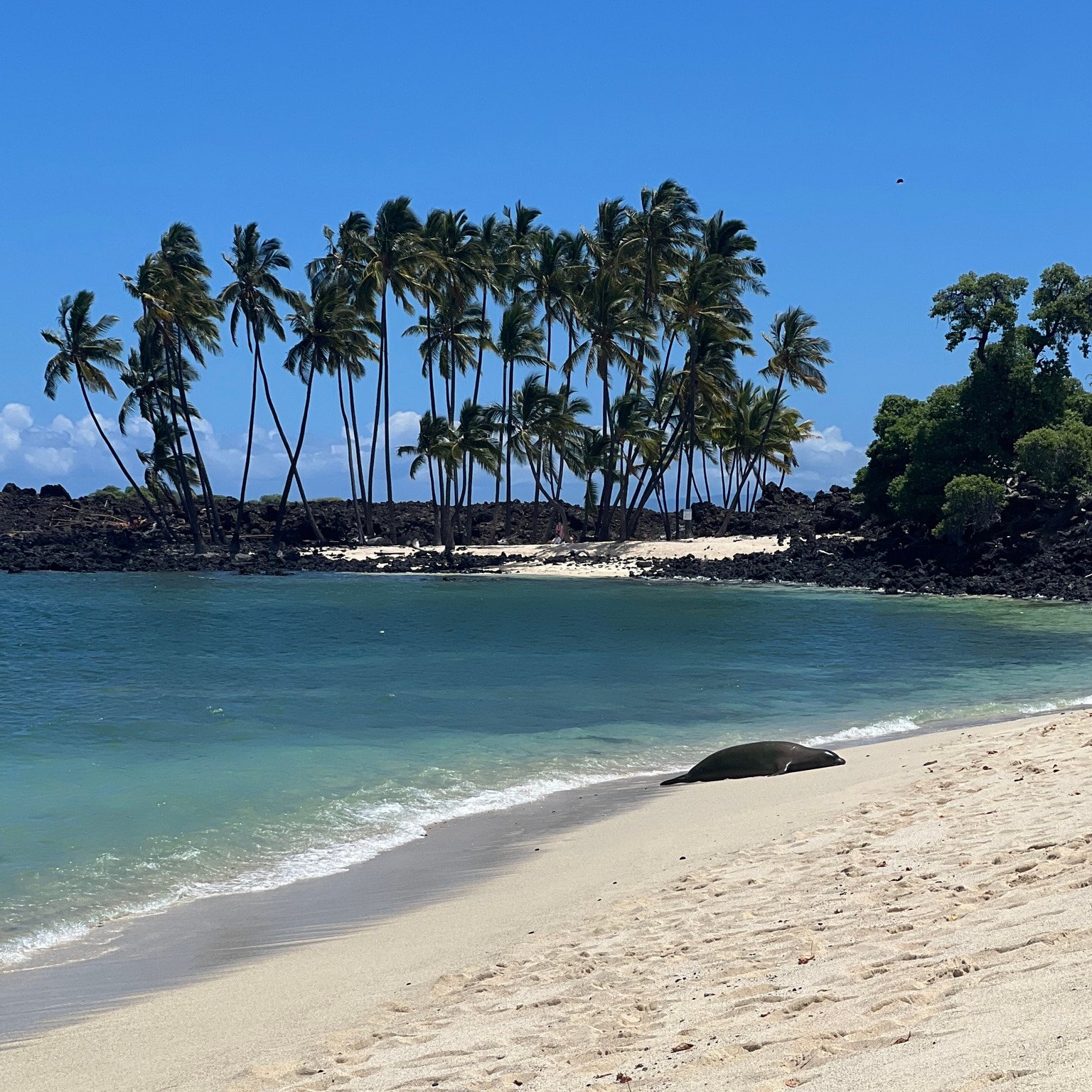 HWG-Hawaii Writers Guild | Kamuela HI