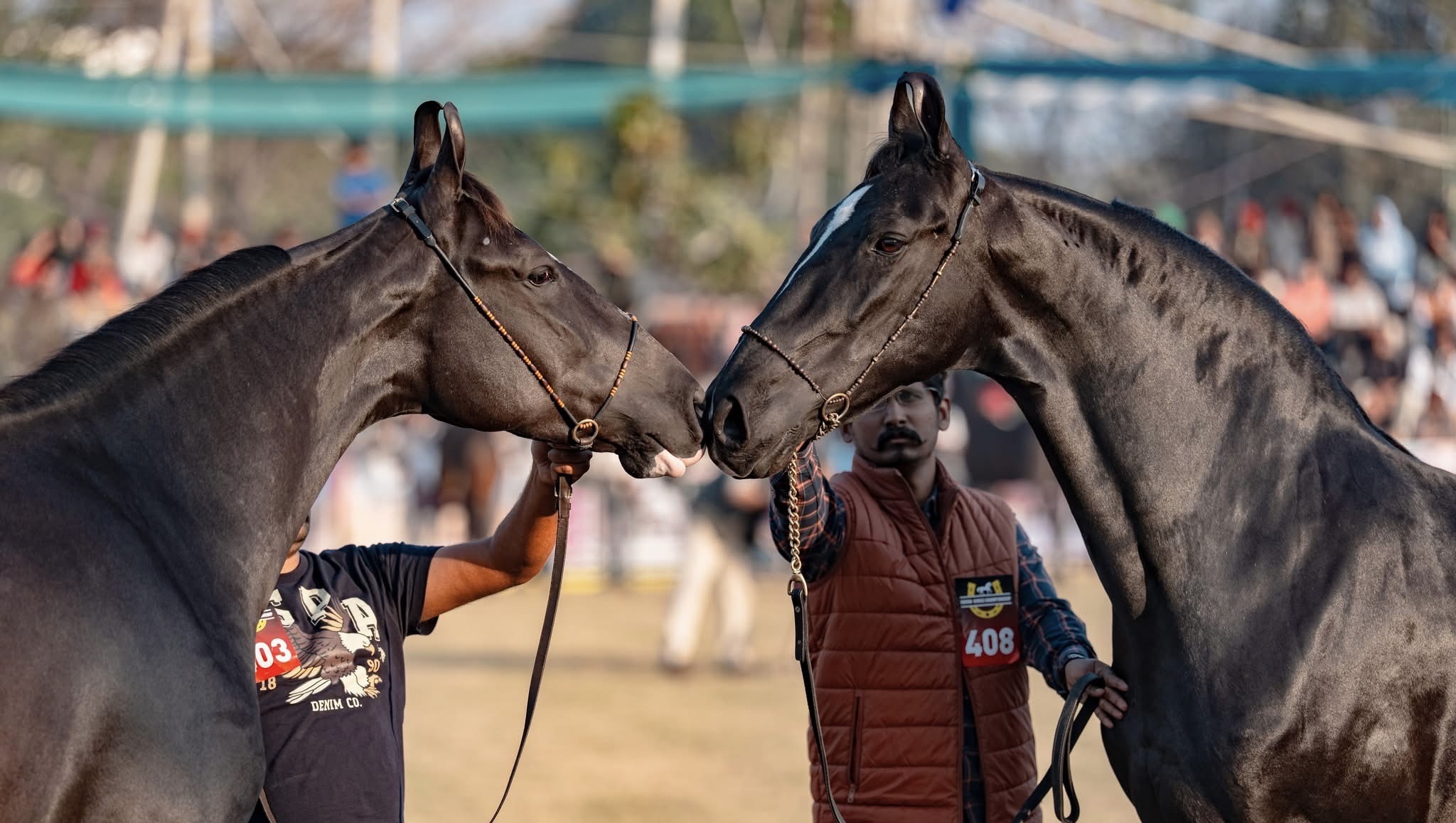 Dogs & horses lover | Sirsa