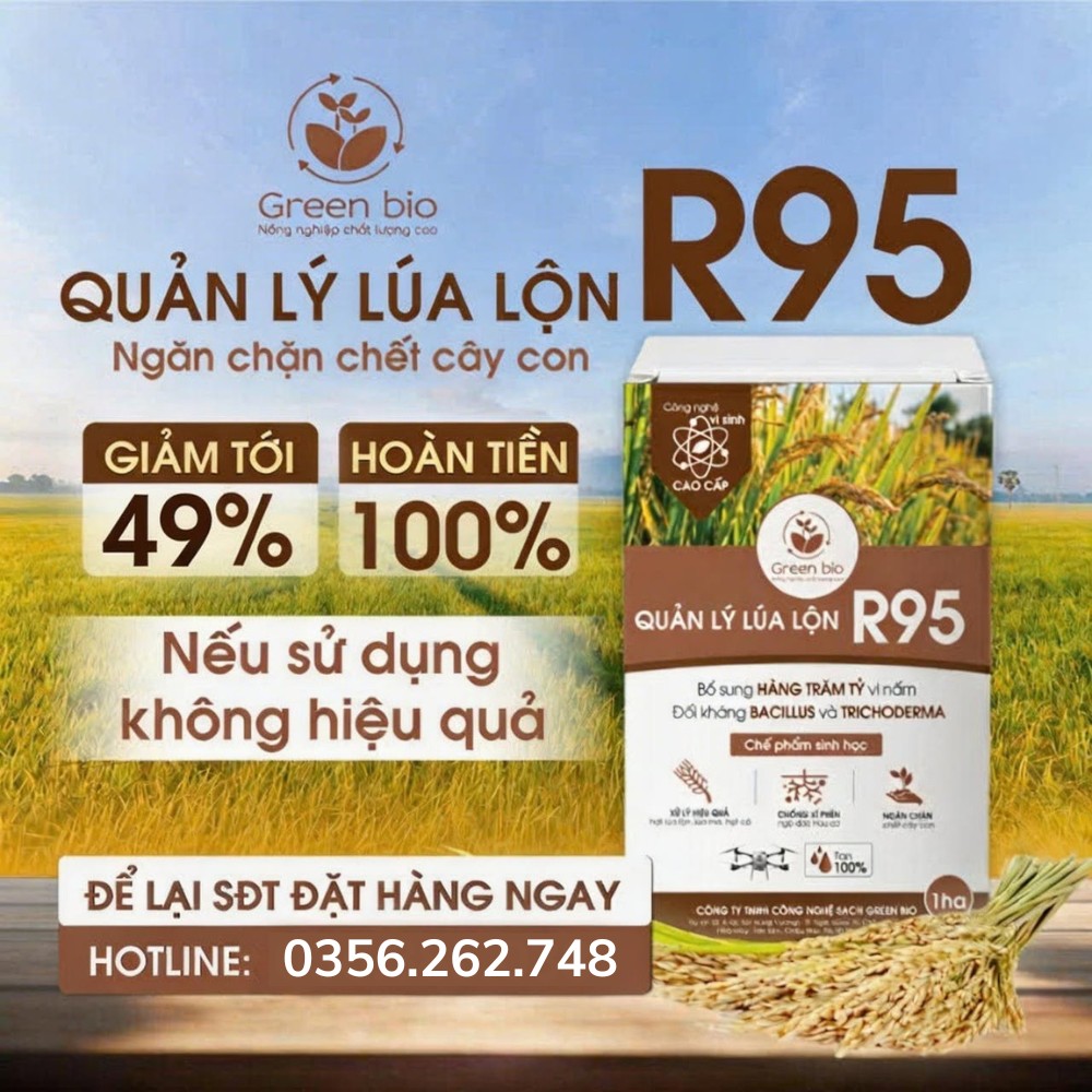 R95 - Phân hủy hạt lúa lộn, lúa ma sau 3 ngày