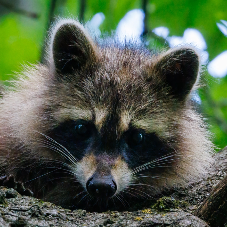 Stinker Relaxing at the Feeder | Life with Stinker — Episode 20 A calm ...