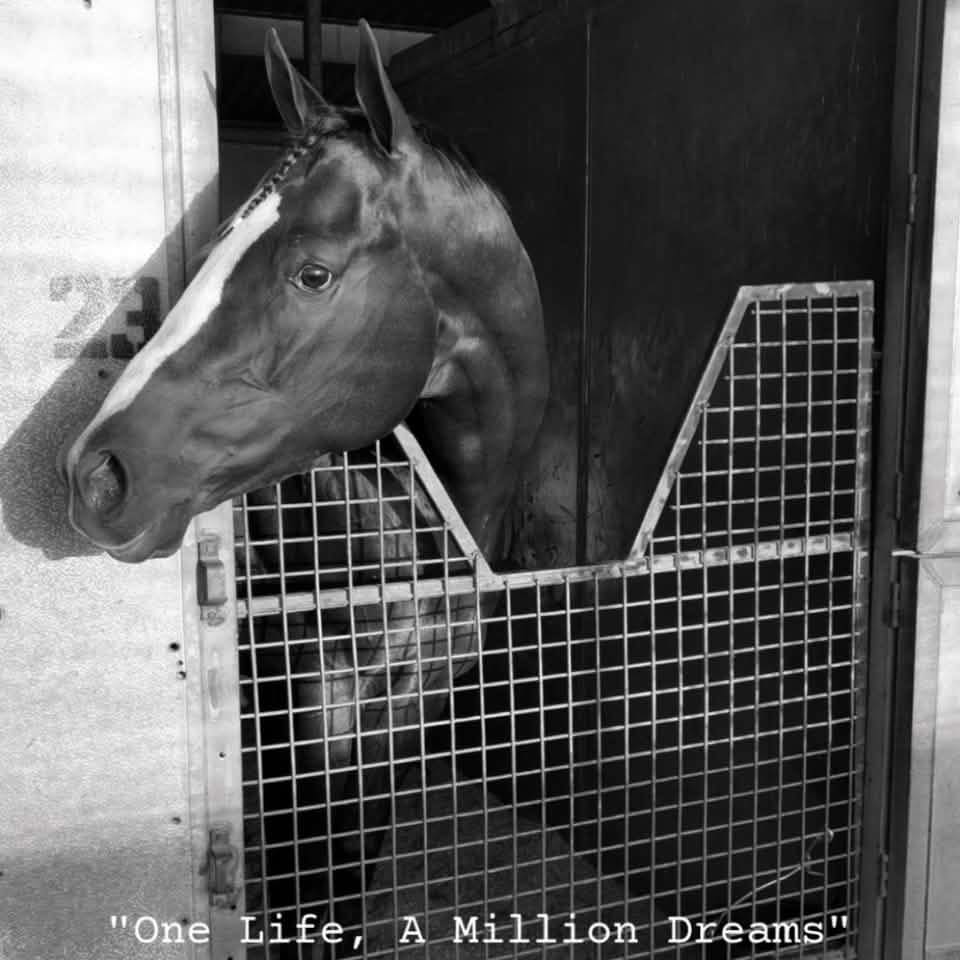 PV Quarter Horse Farms, LLC