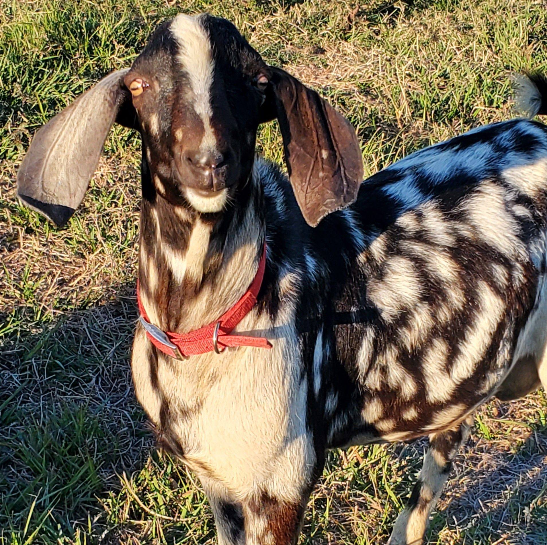 Jam Ranch Texas Nubians | Bay City TX