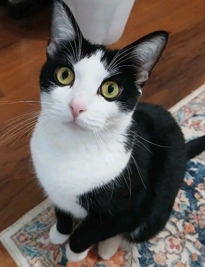 Cats Lovers | Facebook