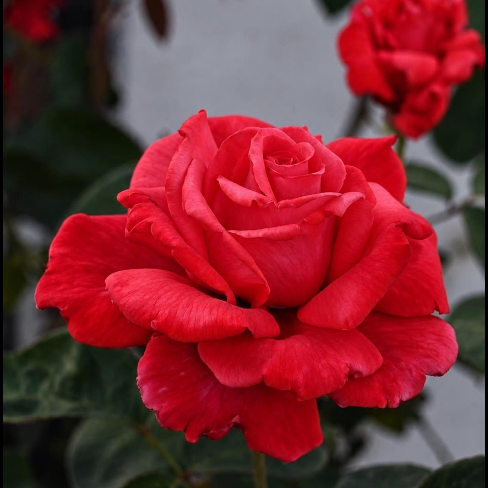 Kordes Rose Lovers | Facebook