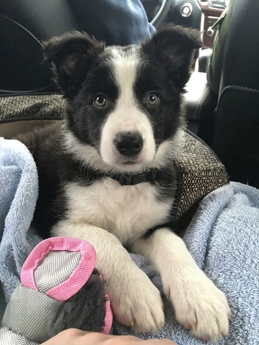 Border Collie Owners Hub 🐶🏠 | Facebook