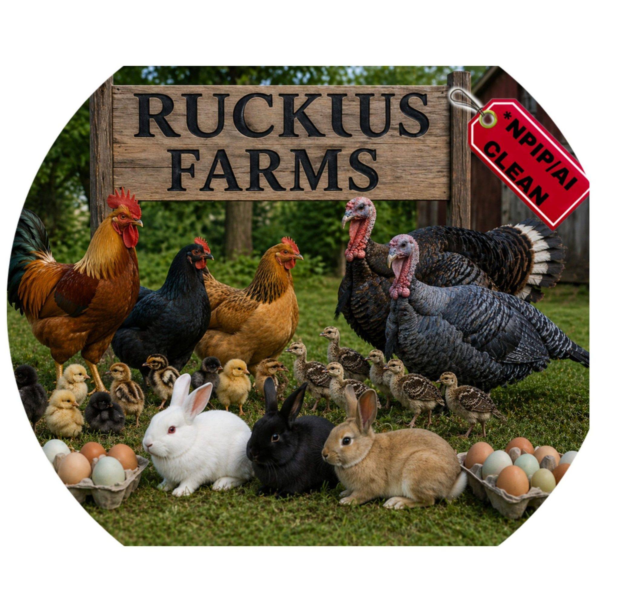 Bushnell word of the mouth | Anyone selling young chickens | Facebook