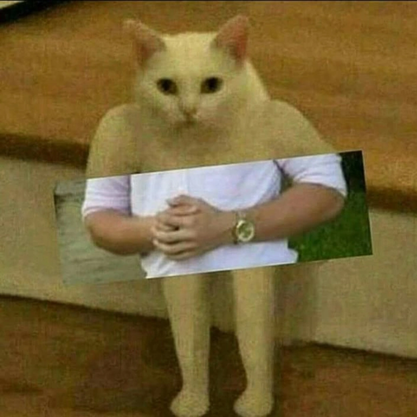 Top 10 Funniest Orange Cat 😺🍊 | Meow Rankk | Facebook