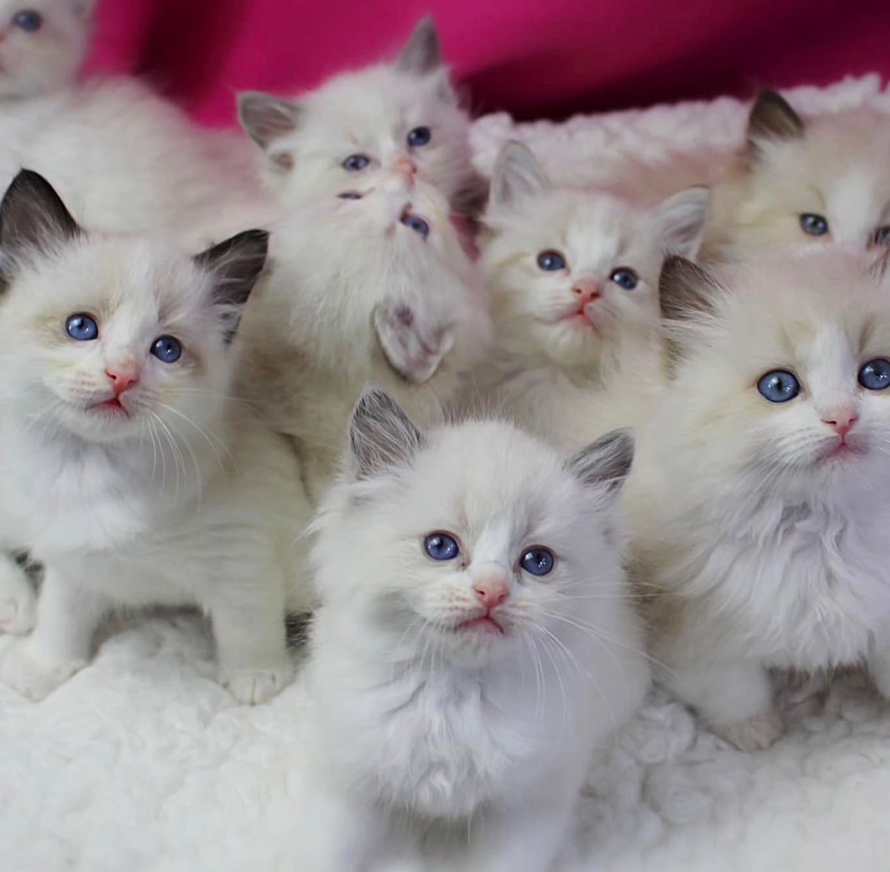 ragdoll-kittens-for-adoption-hello-thanks-for-your-interest-in-our
