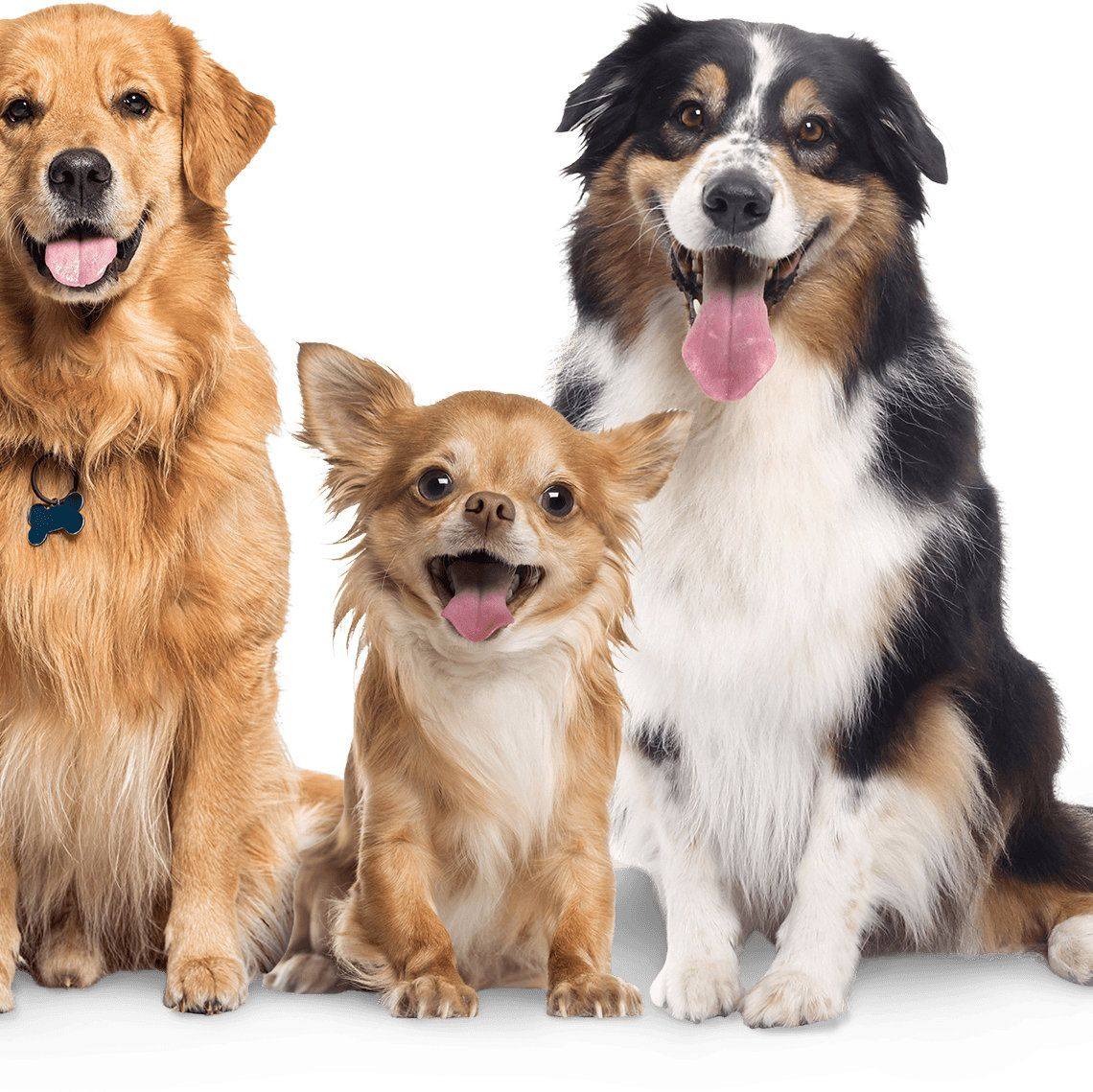 USA - Dog Lovers 🇺🇸🇨🇦 | Facebook