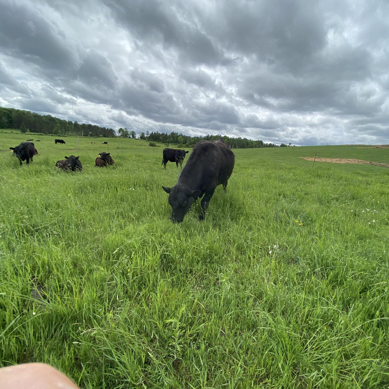 Fresh clean cows, modern cows dairy farm, | Modern Cow Dairy Farm