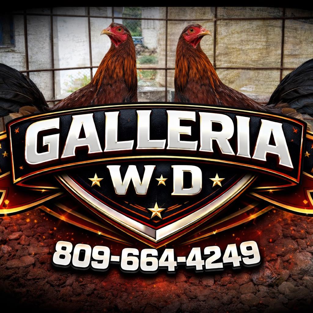 Galleria W.D | San José de Las Matas