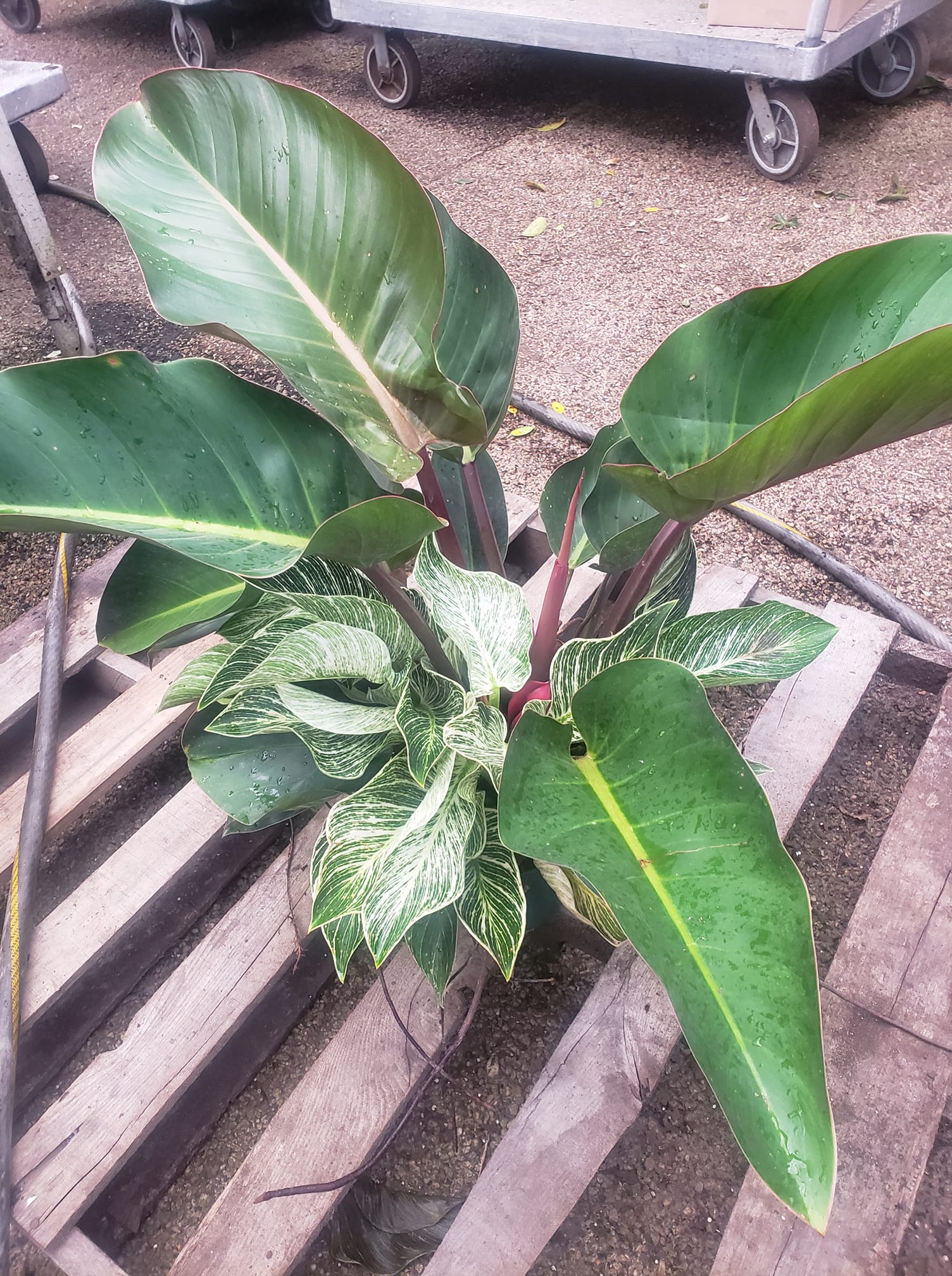 Philodendron Rojo congo Birkin... - PLANT FARM Rentals, INC